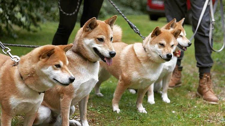 Shiba Inus puppies home
