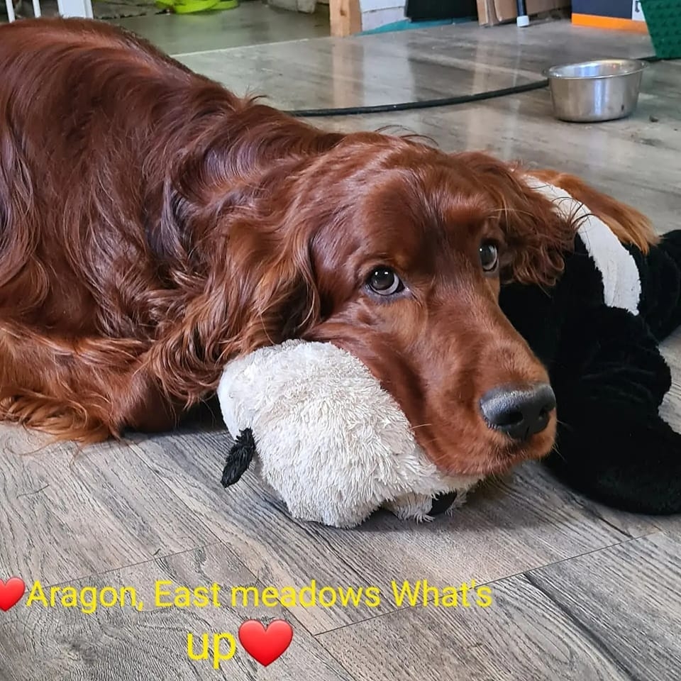 Kennel Rusty Reds Irländsk röd setter