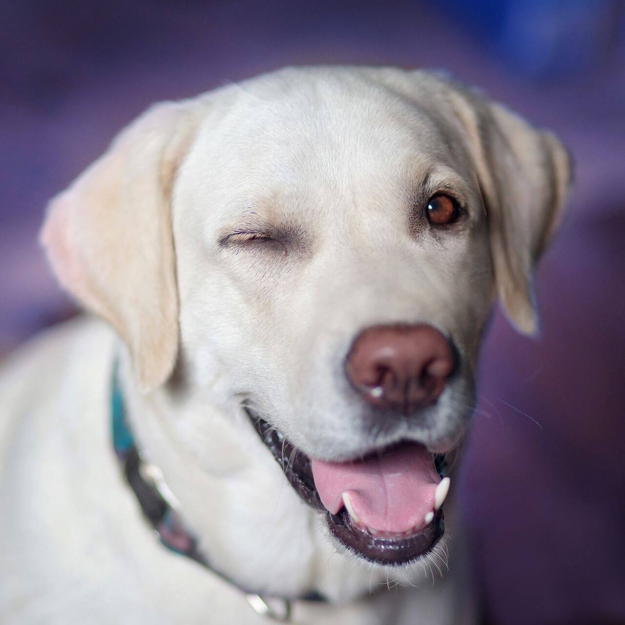 The Labrador Trainer