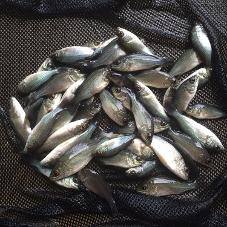 Profile for Bass, Barra & Barcoo