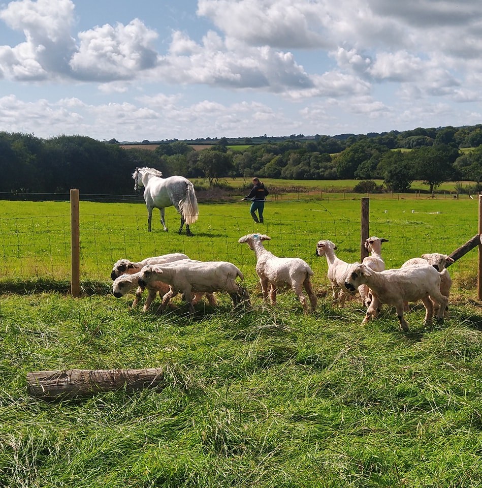 Smallholding on a moor
