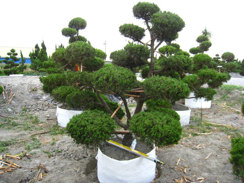 龍柏 樹農賴寬 ～ 大龍柏 羅漢松 真柏 造型 園藝造景 園林景觀