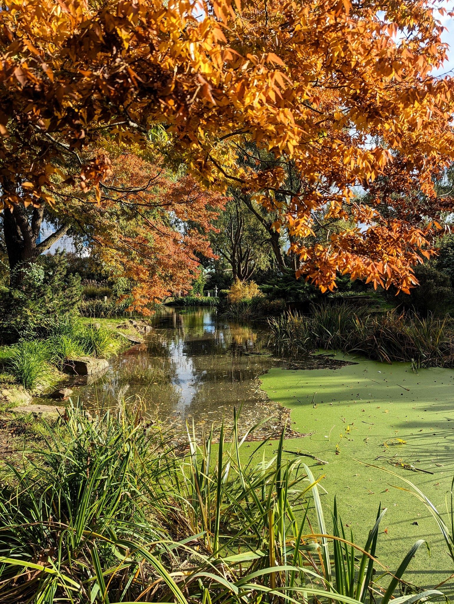 japanese-garden-at-hammersmith-park