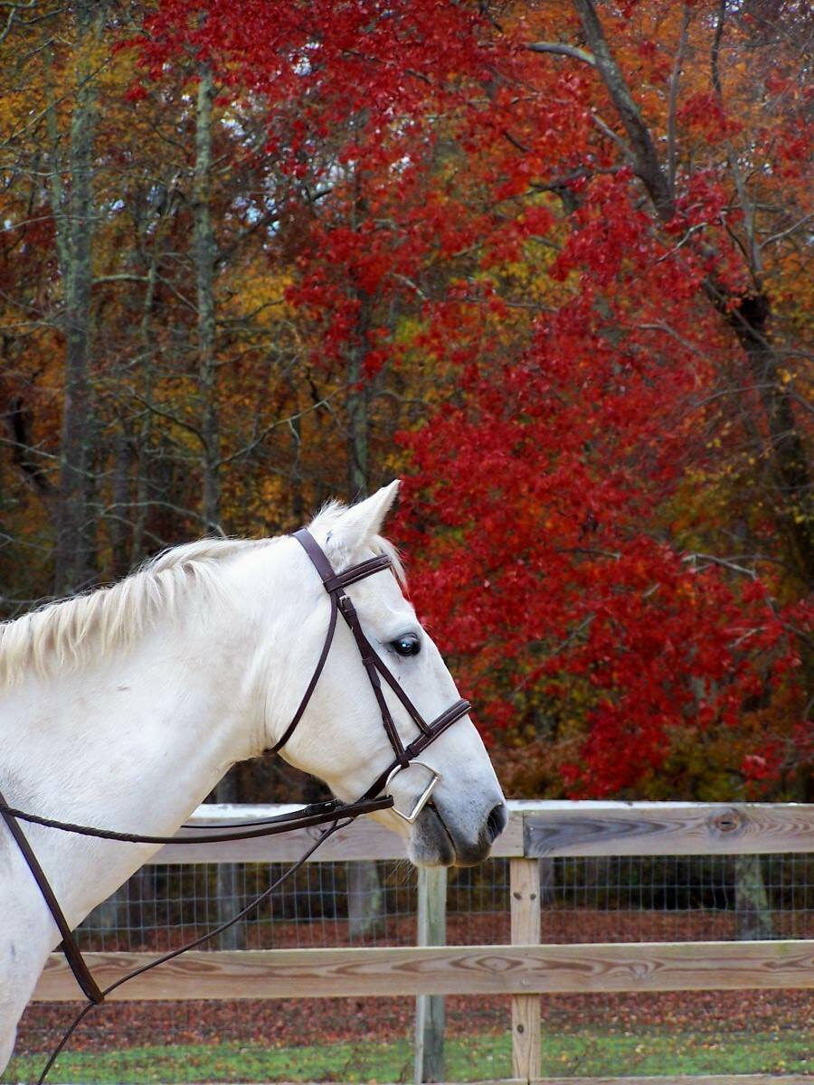 hunterbrook-horse-farm-howell-nj