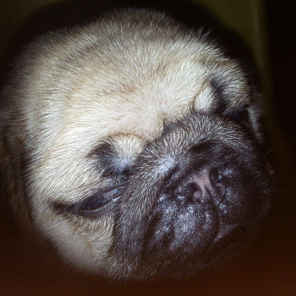 Buon bán chó cảnh chihuahua và pug