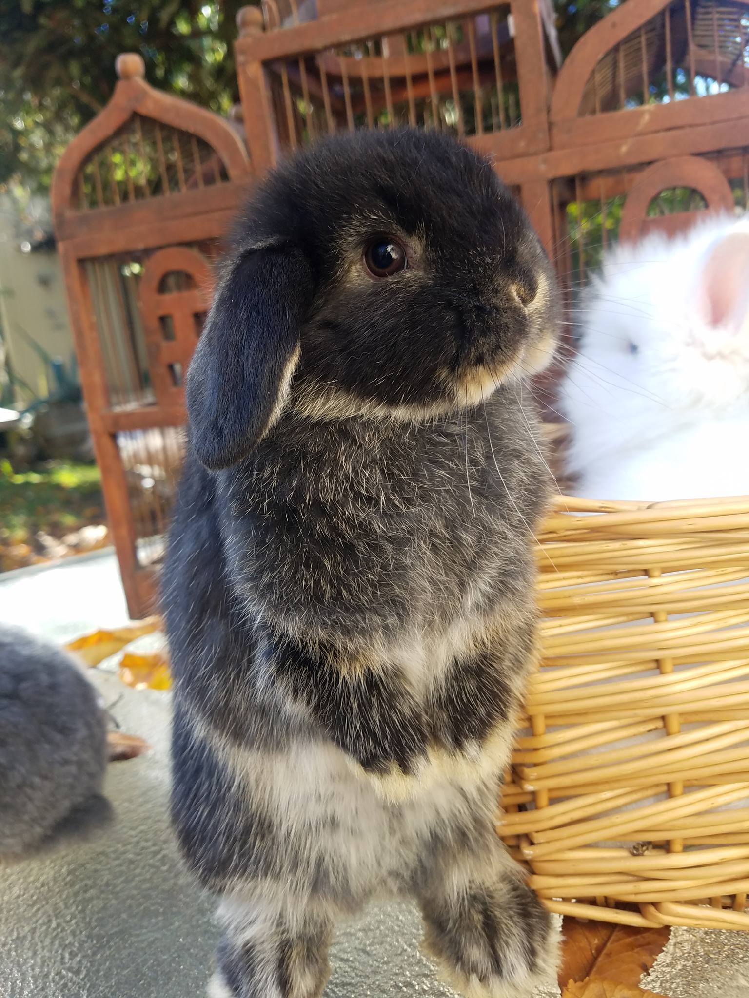 Pure Holland lop and Pure lionhead bunnies