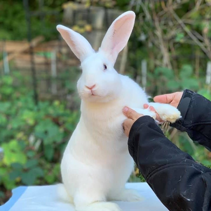 American Beveren Rabbit Club