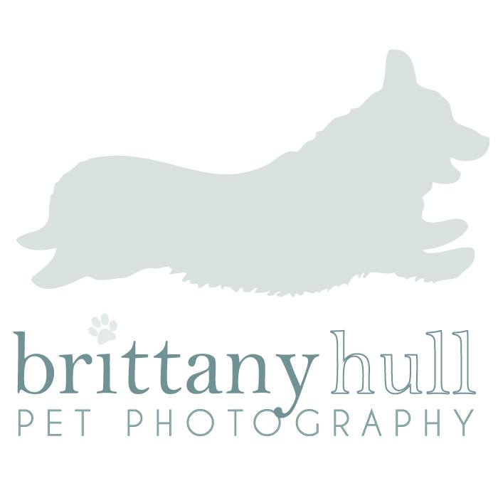 brittany-hull-pet-brittany-hull-pet-photography