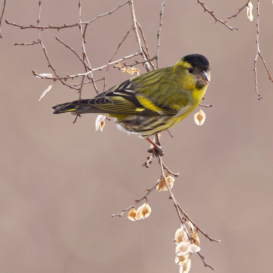 野鳥 の 会 群馬