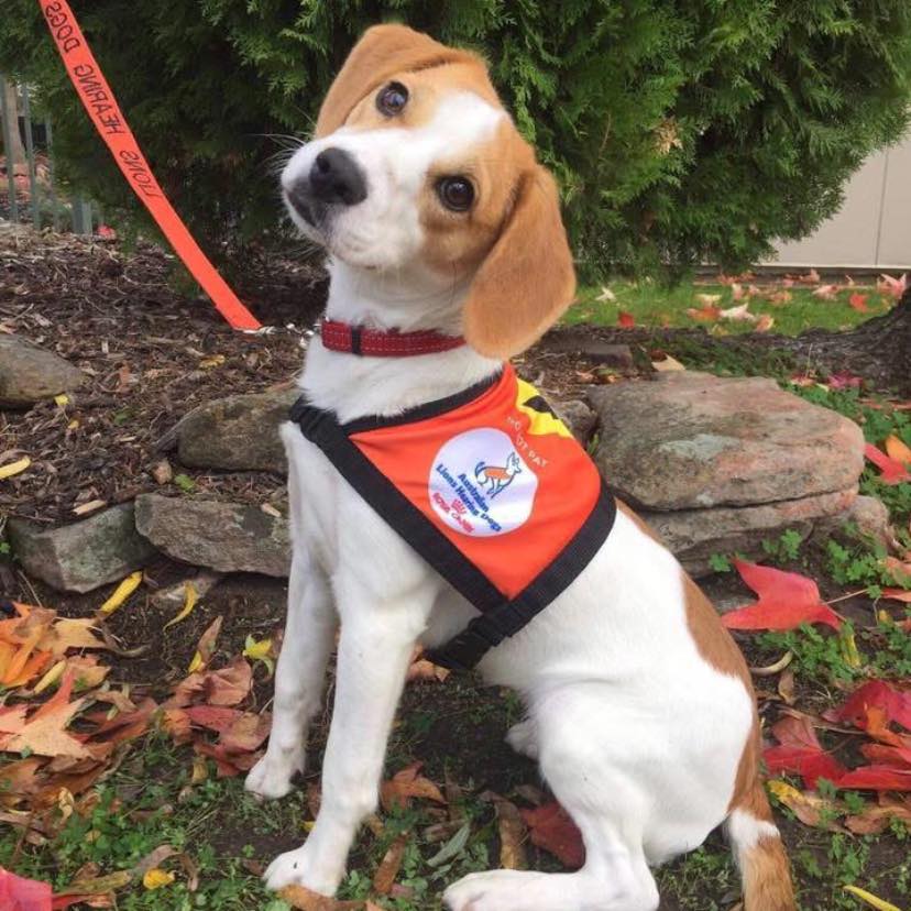 A fantastic outcome with ALHD... - Lions Assistance Dogs | Facebook
