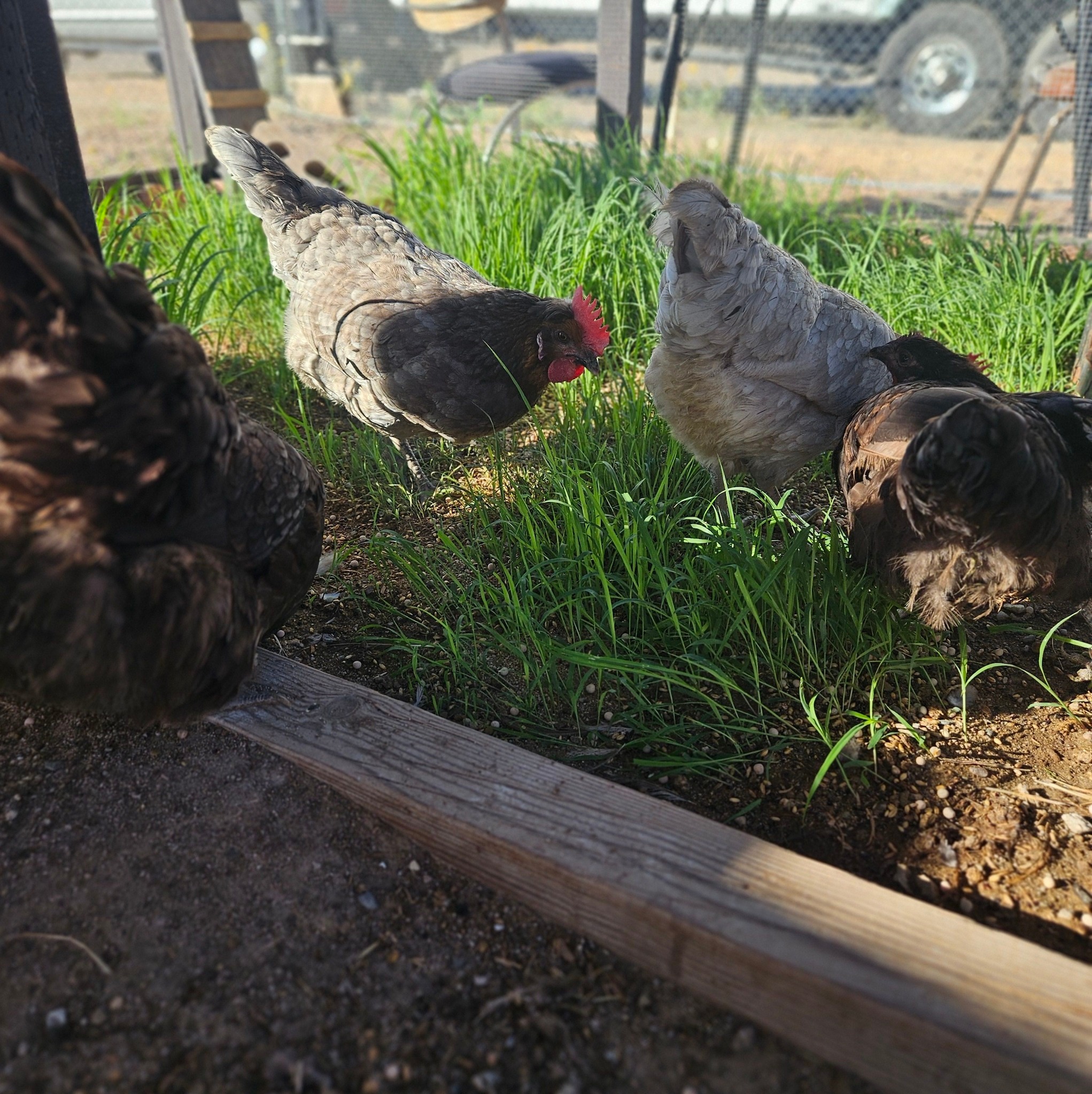 Twisted Tree Ranch | Buckeye AZ