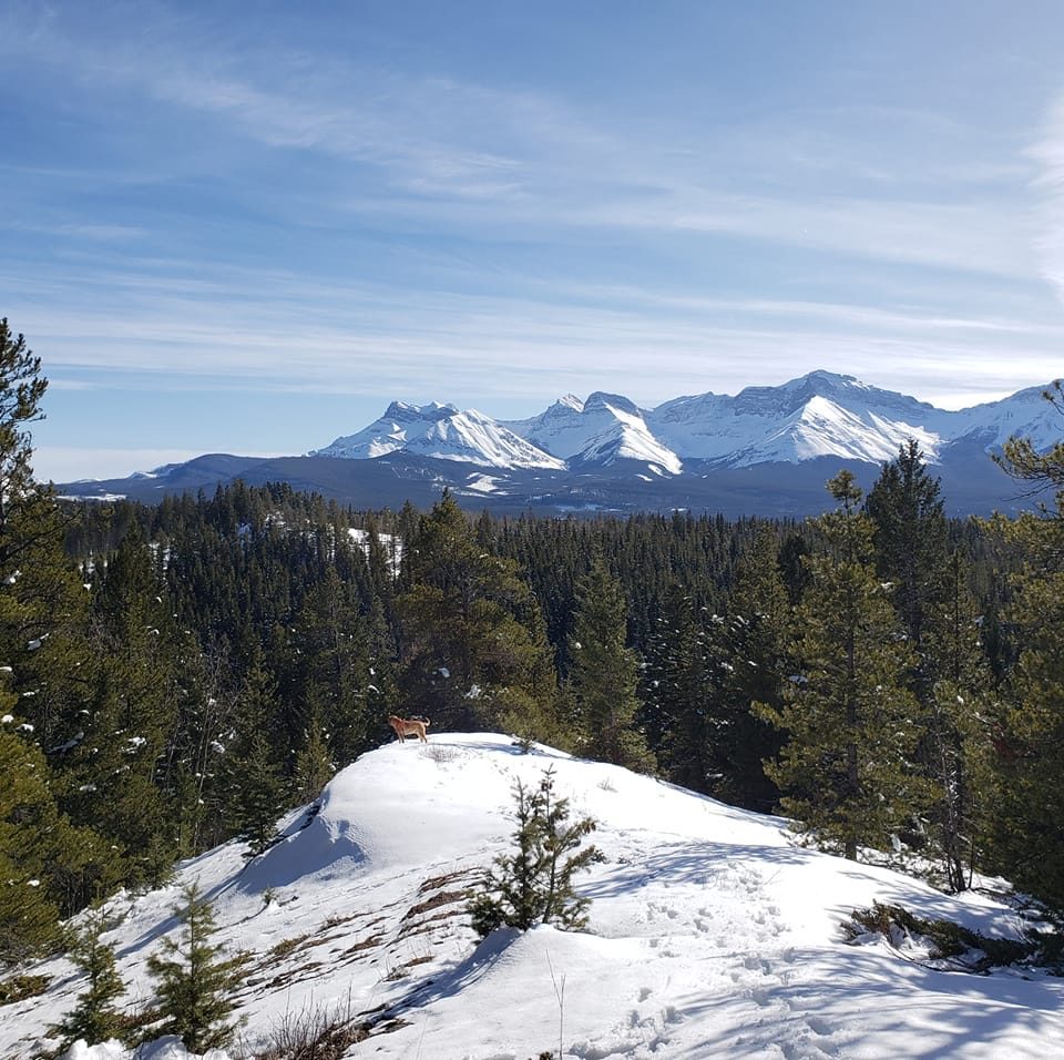 Hiking With Dogs | Someone on this page said the always take a pic of ...