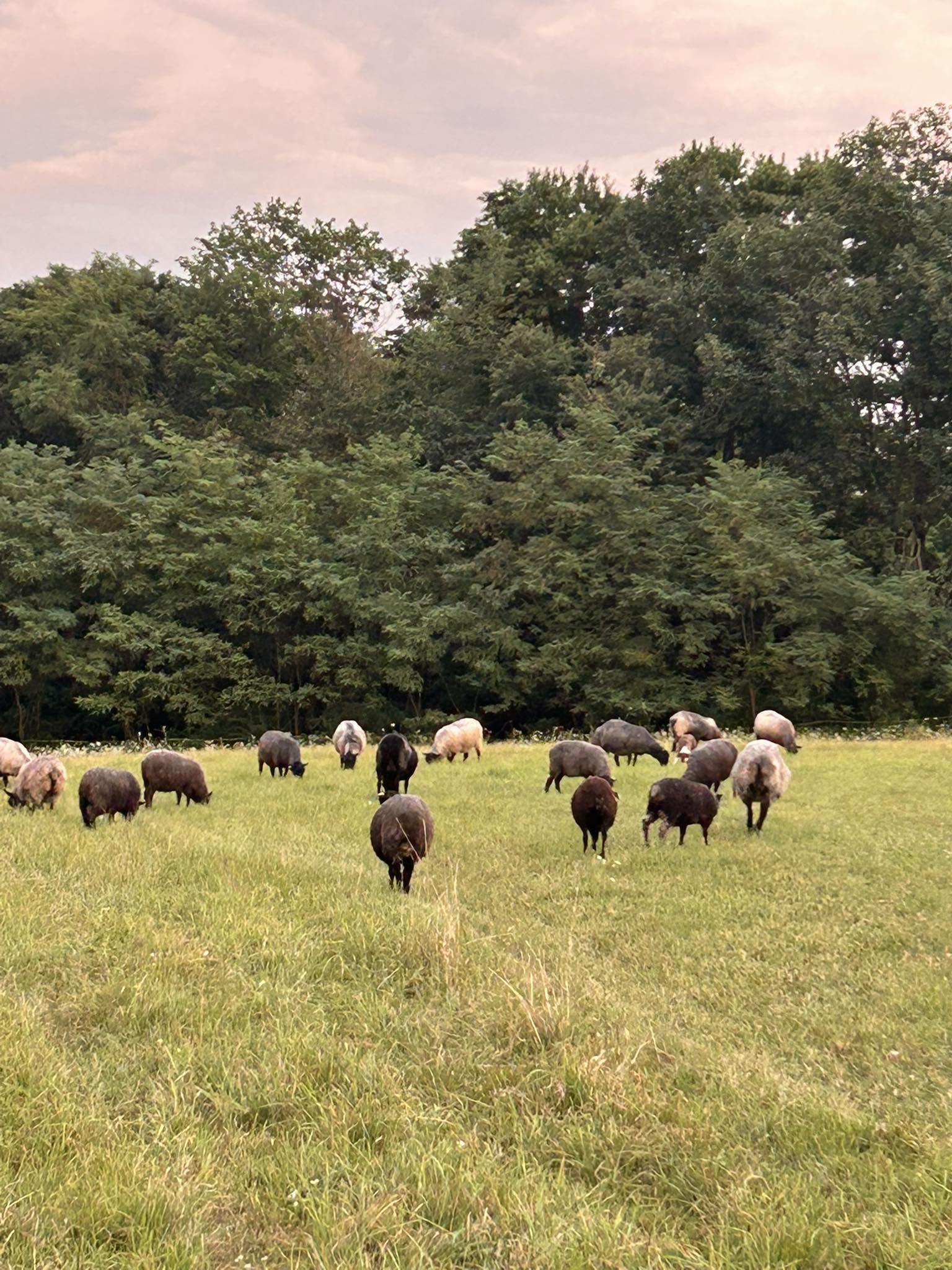 Lone Pine Farm Gotlands | Stillwater PA