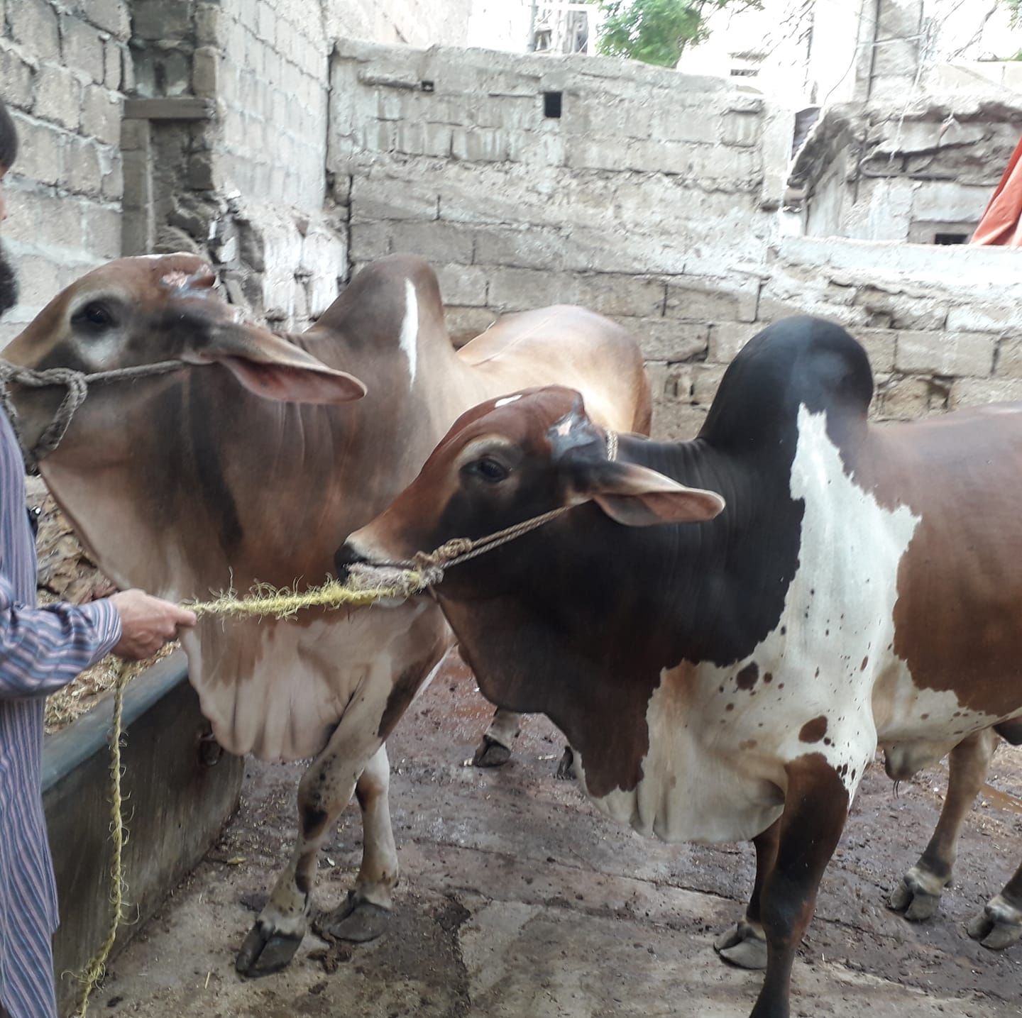 Akeel & Zammad cattle farm