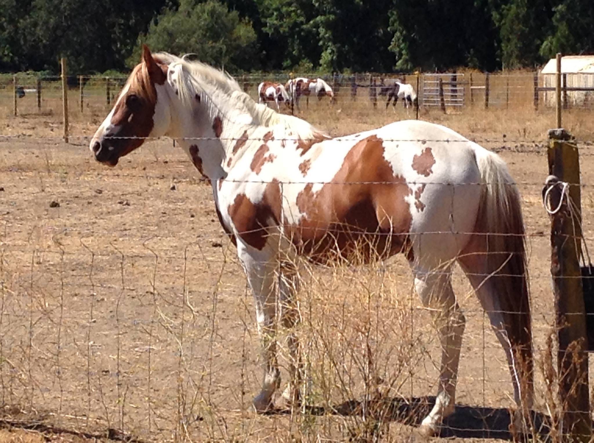 New River Ranch