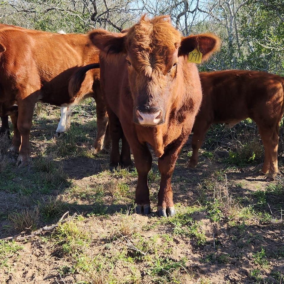 Alaniz ranch Red Sim-Angus cattle.