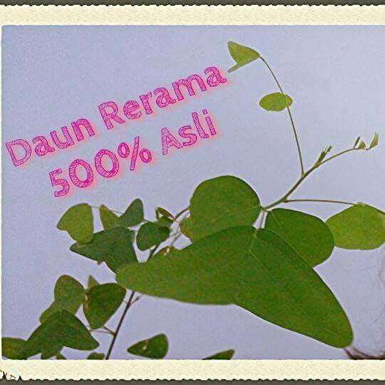 1001 penawar - daun rerama asli