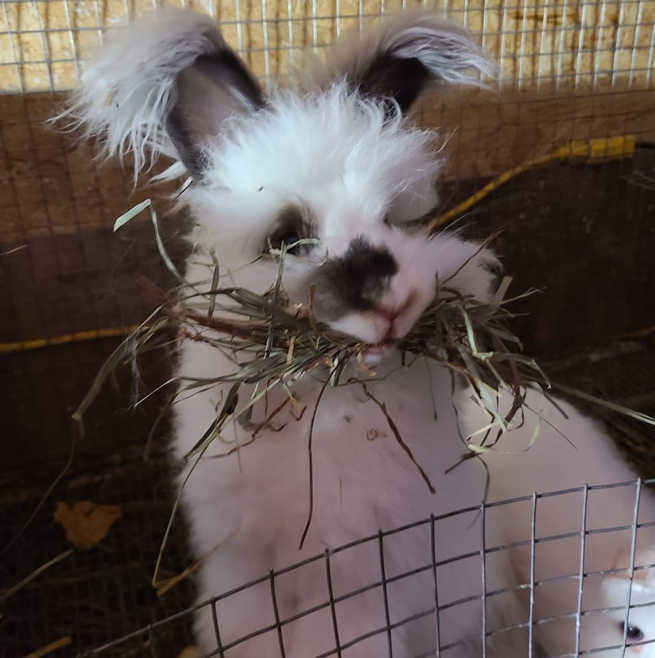 Maple Ridge Rabbitry
