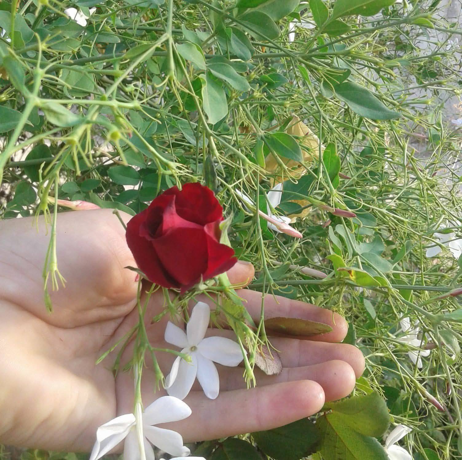 #سحاولة | دليل بلدية سحاولة