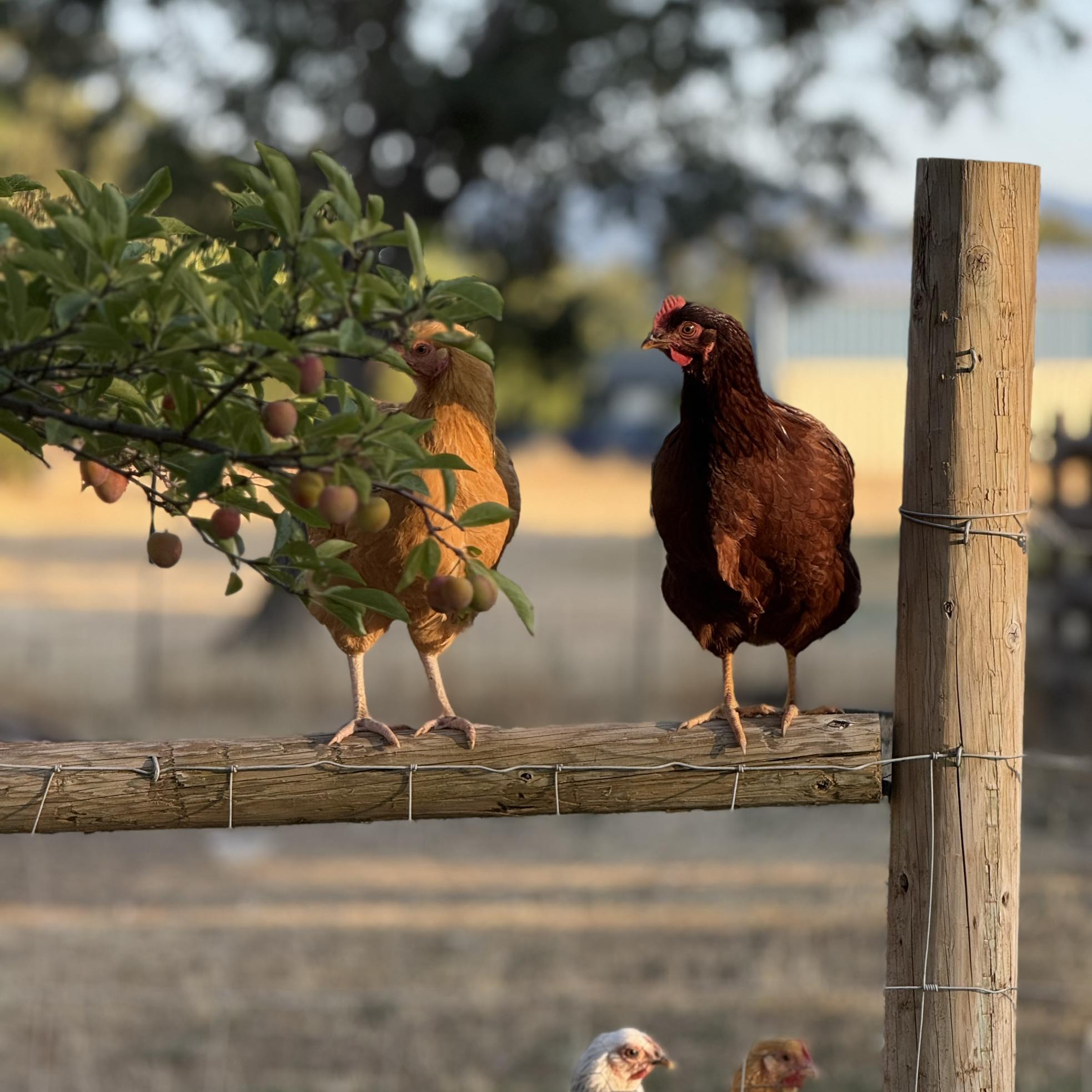 Reed Family Farms, Central Point, OR | Central Point OR