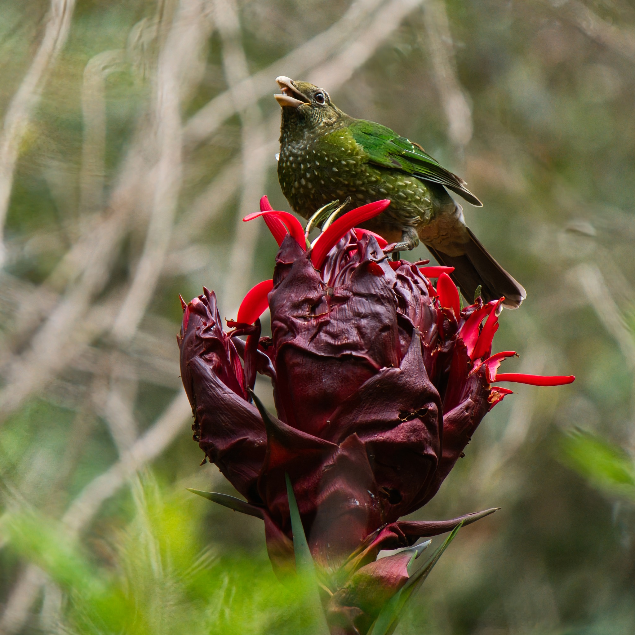 Native Birds in Australia | Hi everyone, I'm new to the group and I'm ...