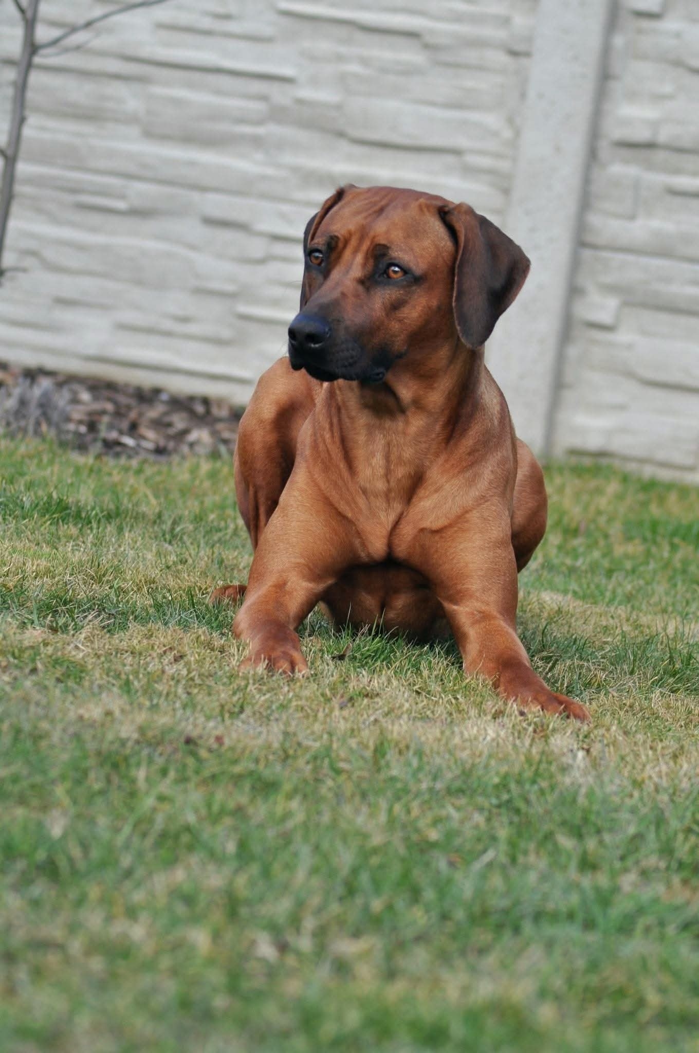 Allegrorossi Rhodesian Ridgebacks