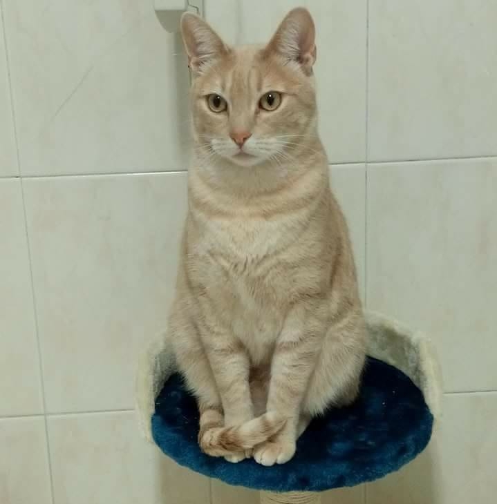 Pitchie