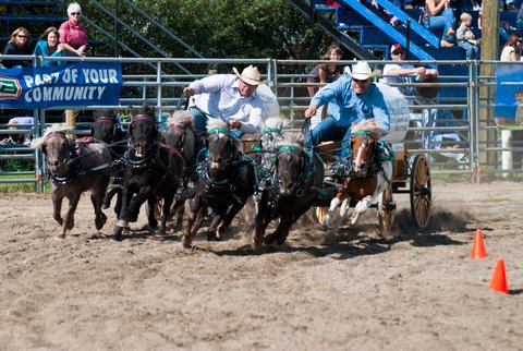 Alberta Miniature Chuckwagon Racing Association
