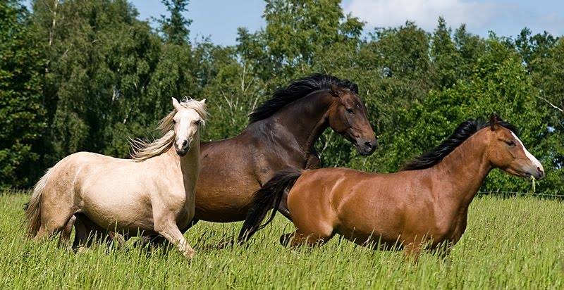 Mirain Welsh Ponies - Gode nyheder fra Mirain Talisman, der har fundet ...