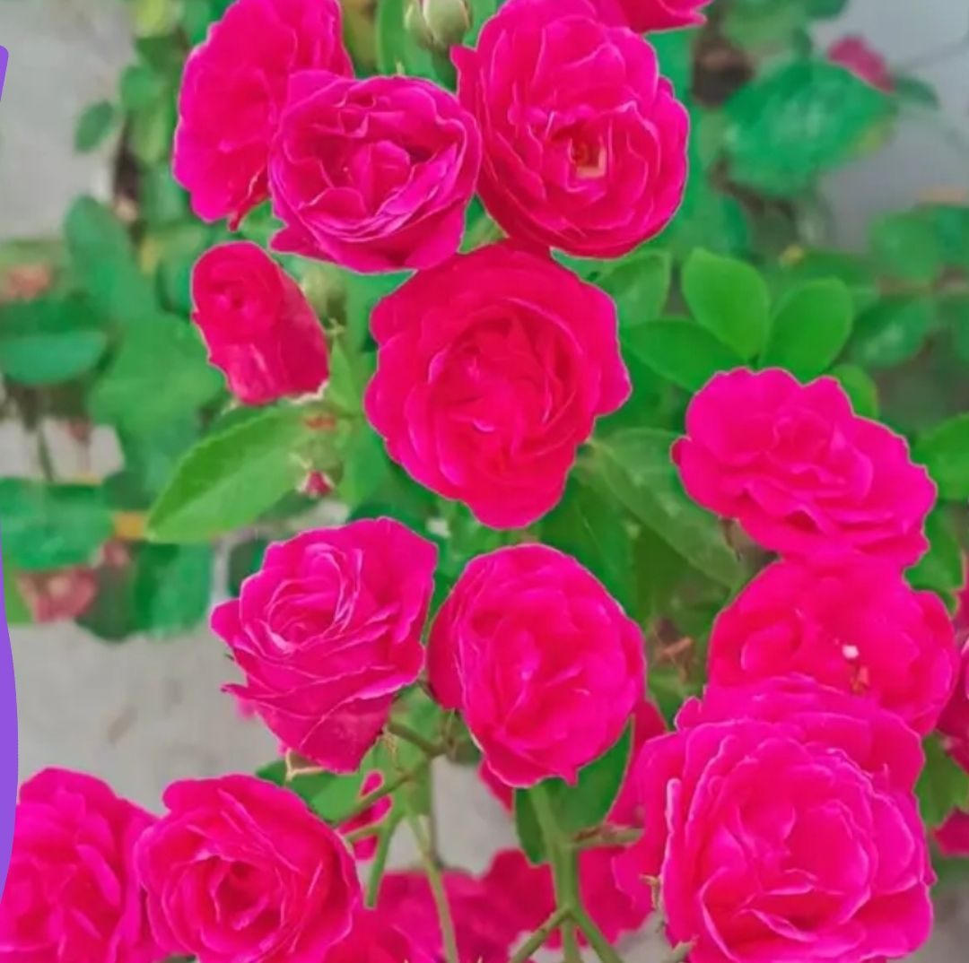 নীপা আকতার