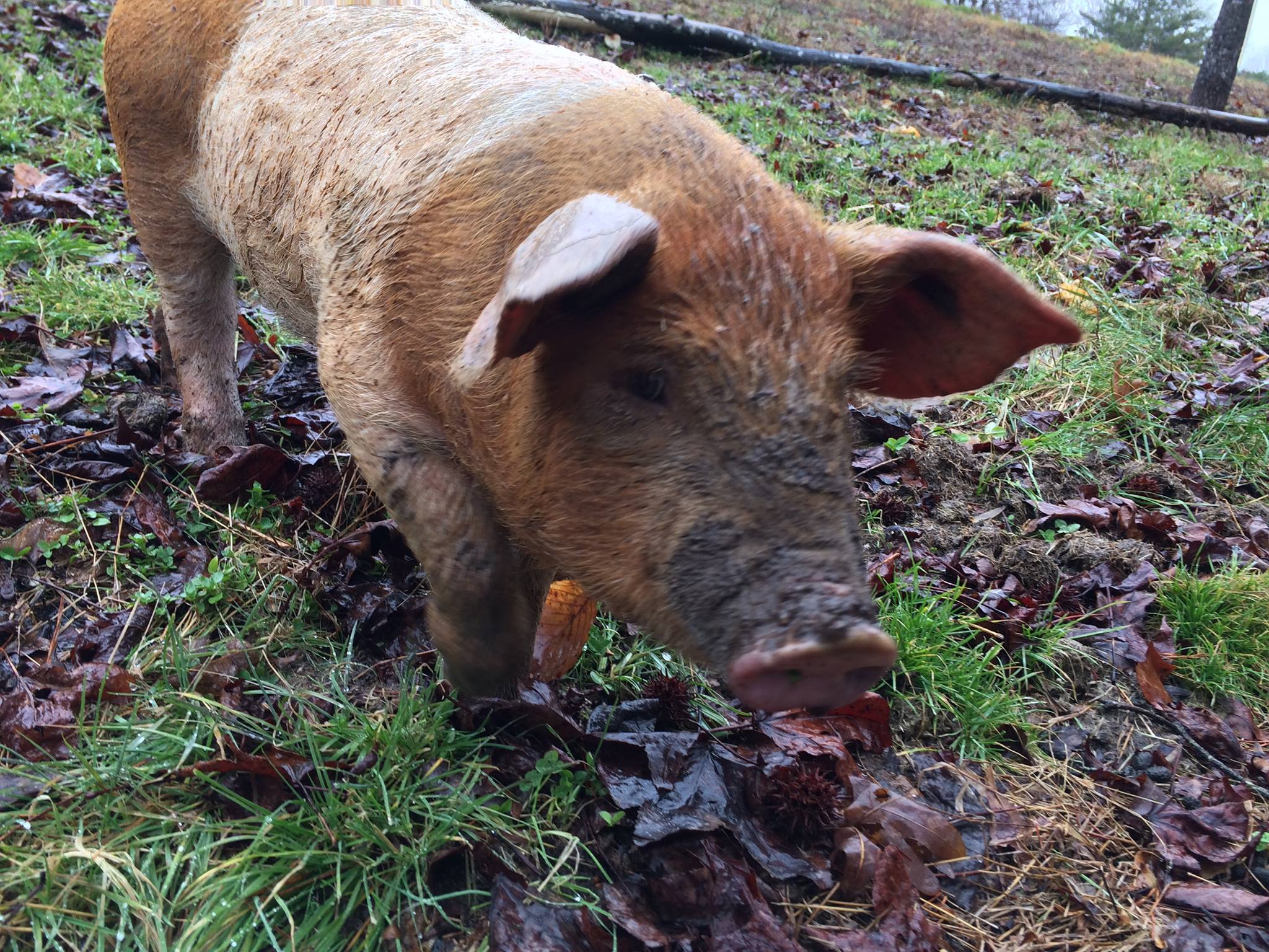Canyon Ridge Farm | Gladys VA