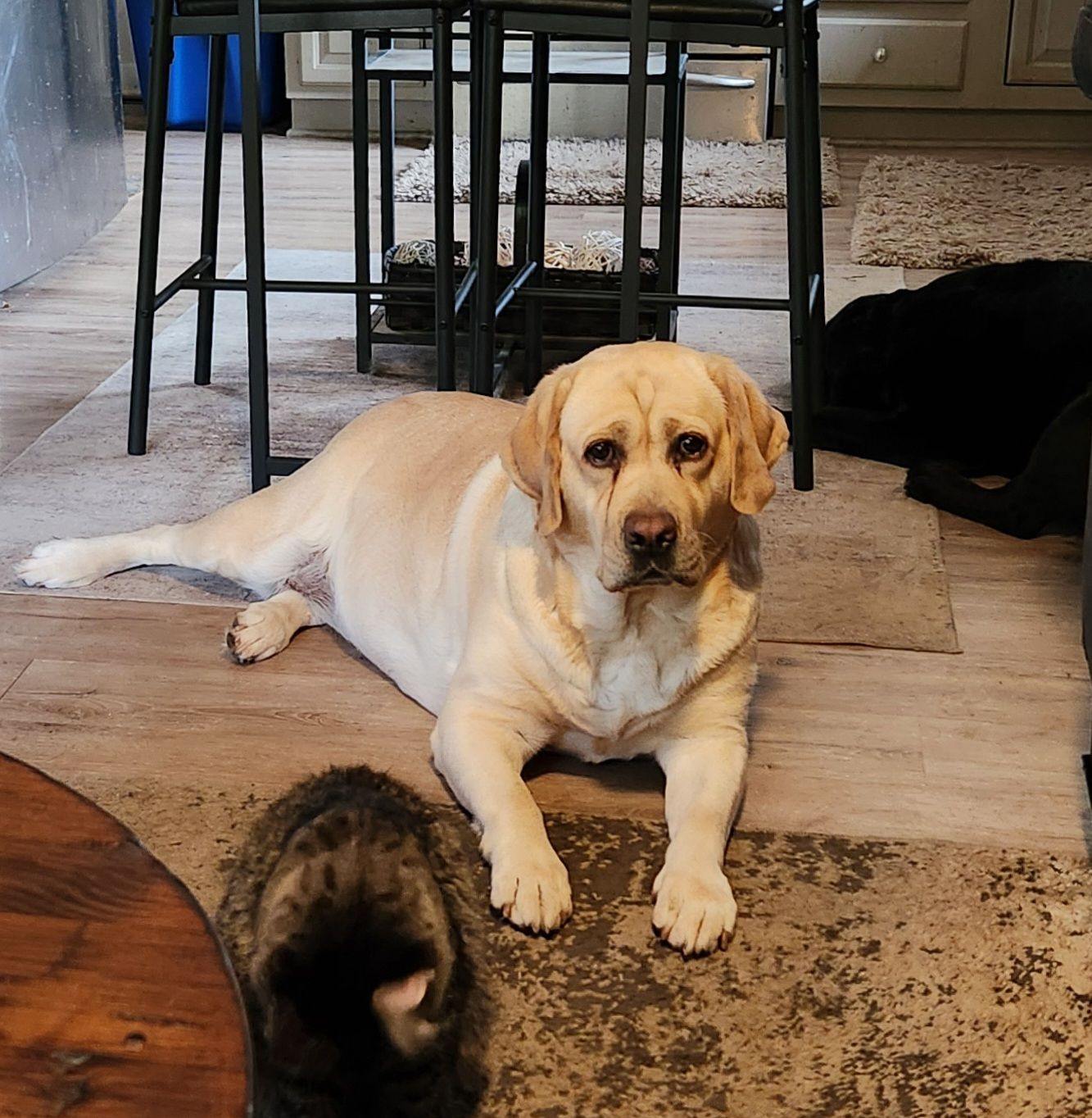 The Labrador - Have you ever heard the term 