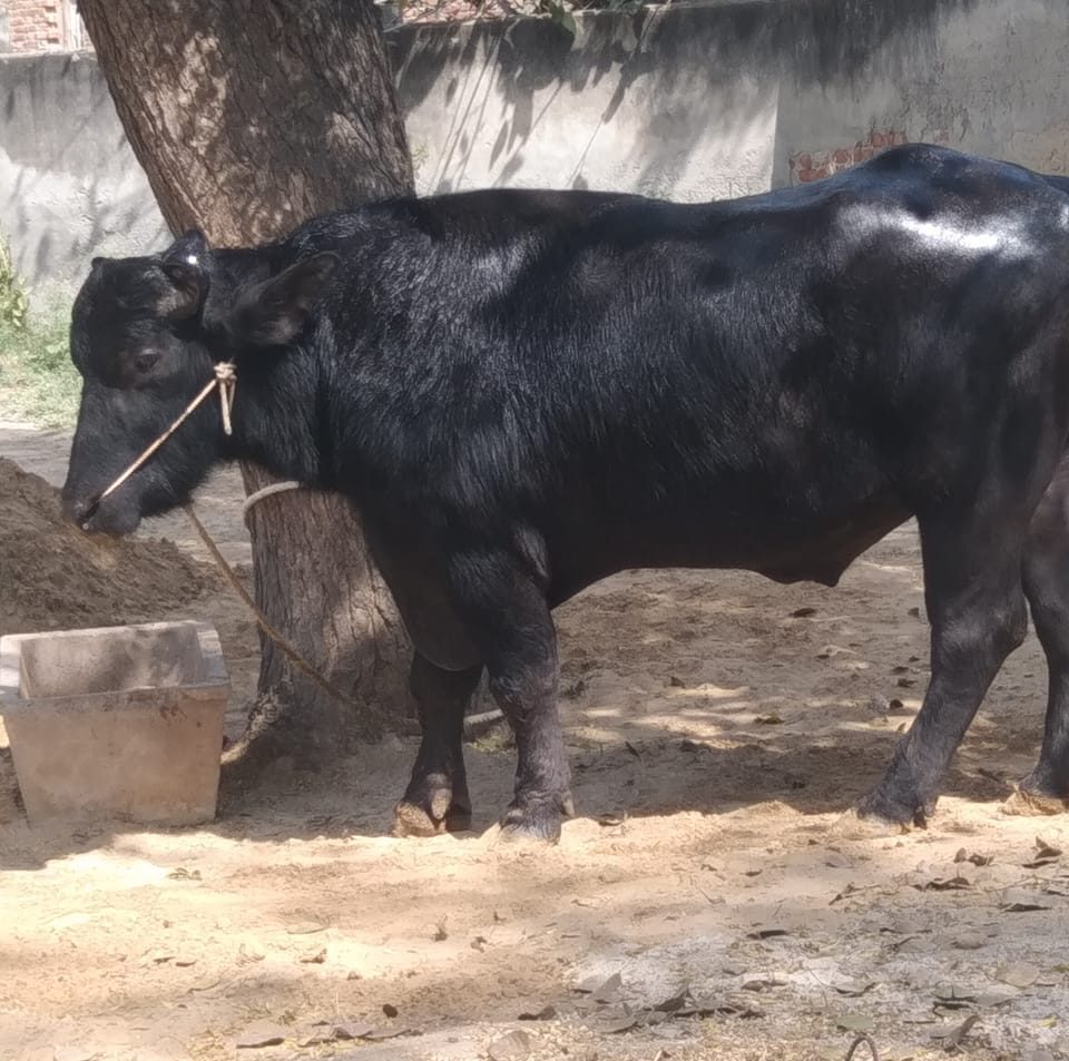 Bali murha jhota Palri