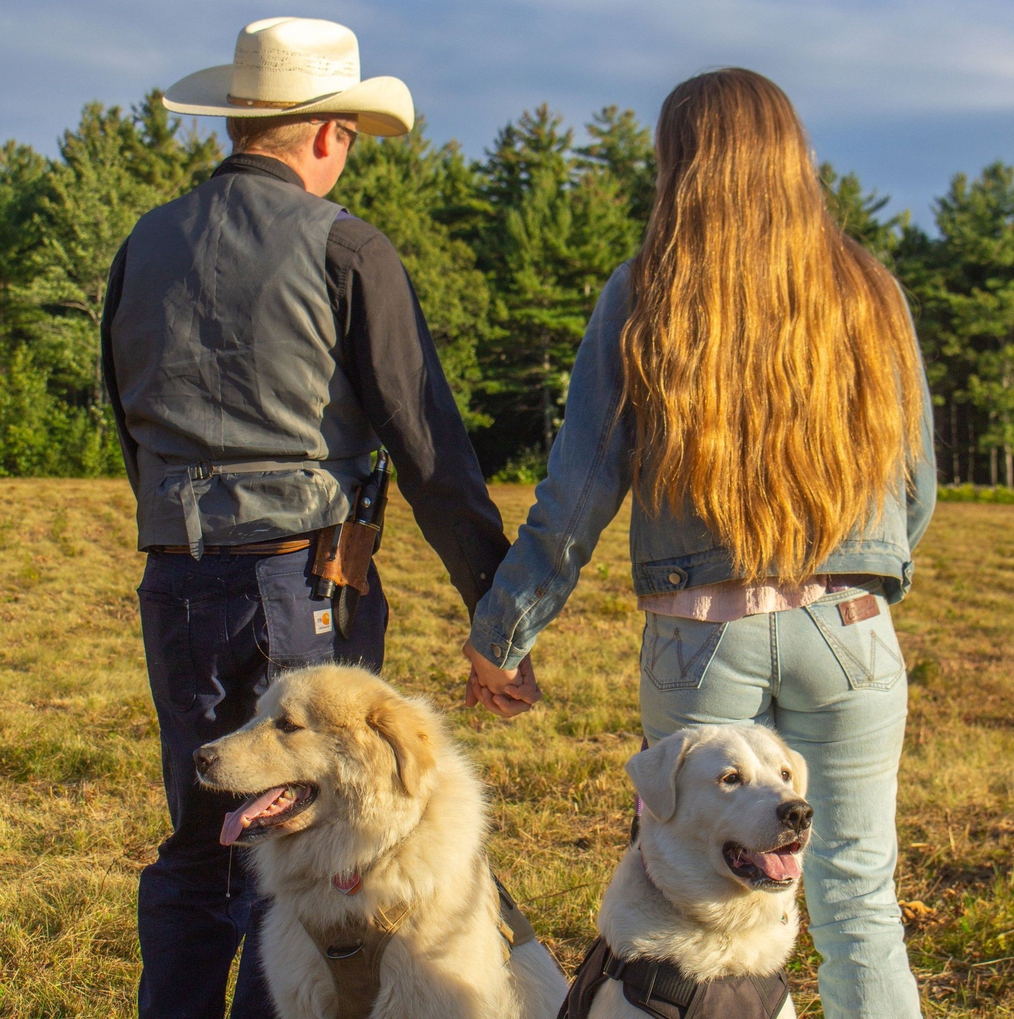 Maine Equine/Livestock Rehoming, Rescue, Adoptions | Putting feelers ...