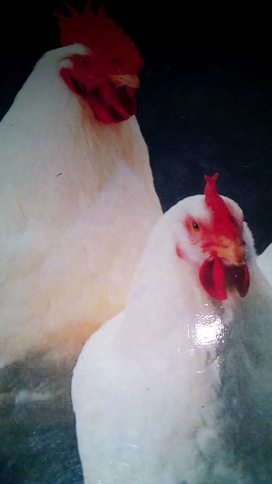 Raha Poultry Udyog
