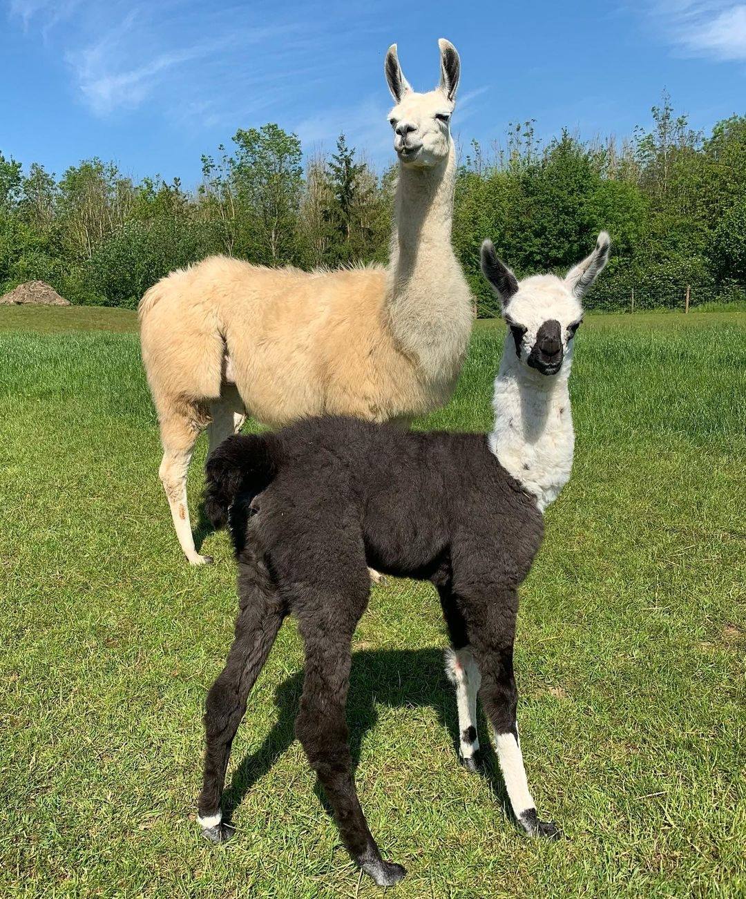 Old Town Ranch Alpacas | Tehachapi CA