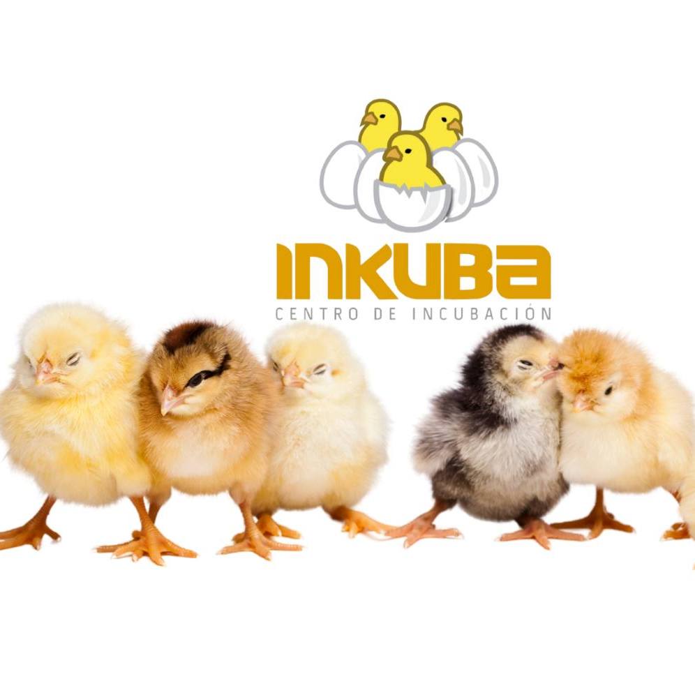 Inkuba | Tehuacán Centro