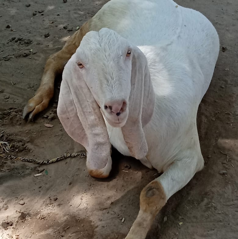 Layyah Goat Farm
