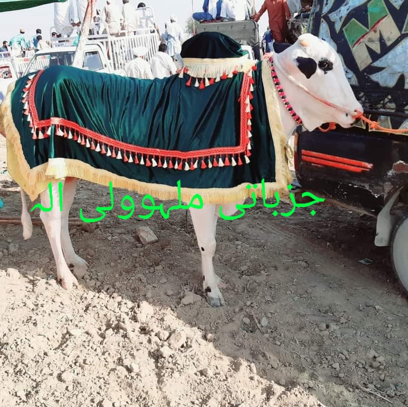 جیو ملہووالی گروپ