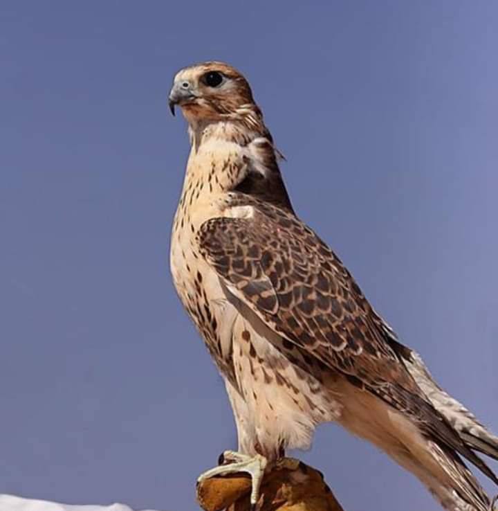 صفوان الحوت