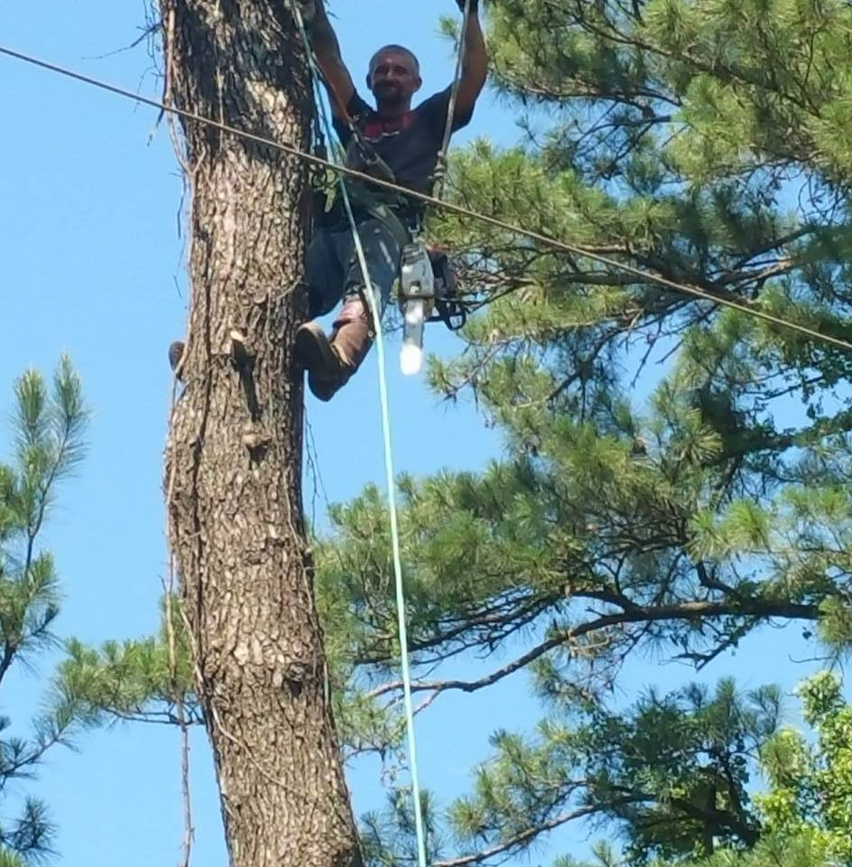 Going Out on a limb tree service