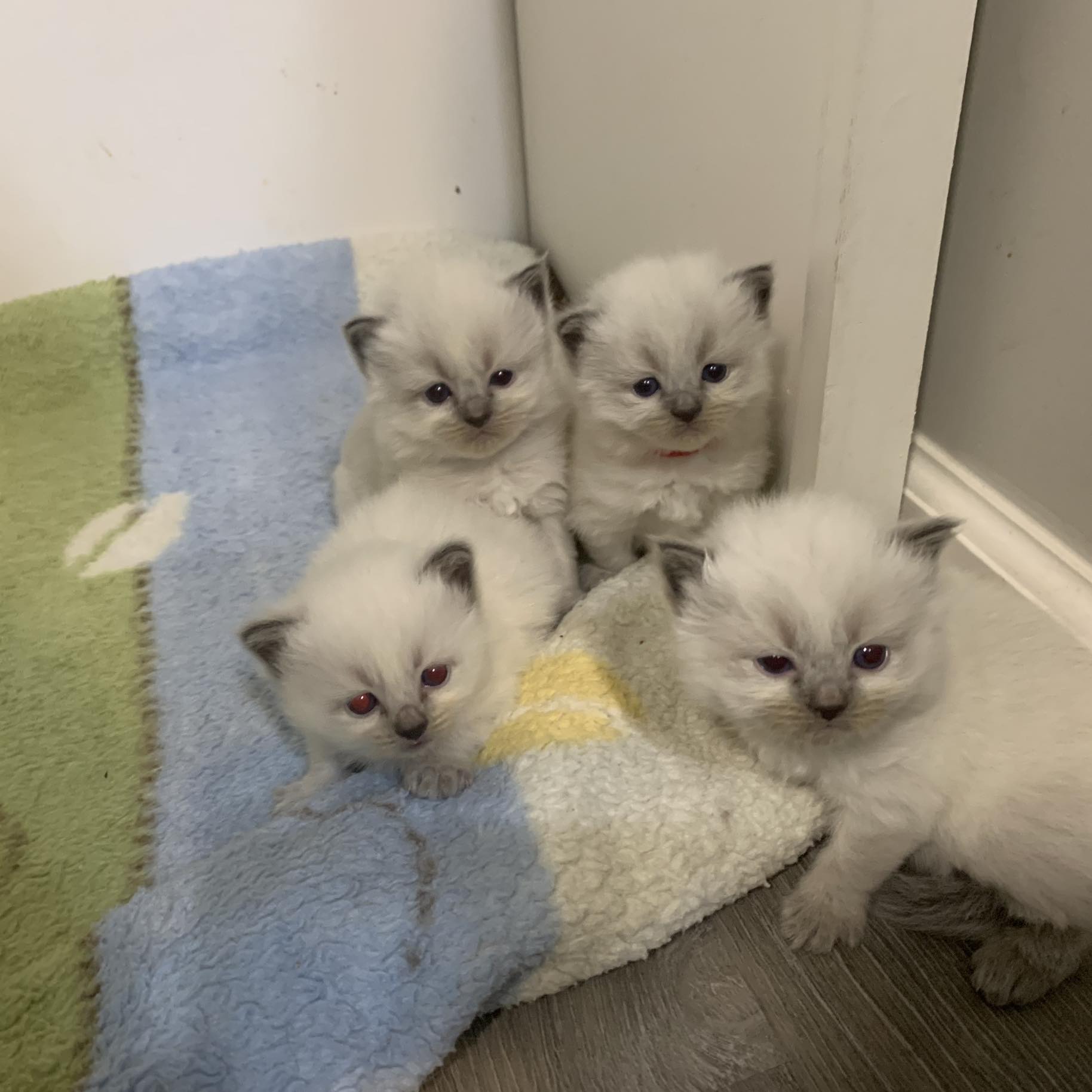 Kathy LaJuett - How many kittens do you see? Charlotte my... | Facebook