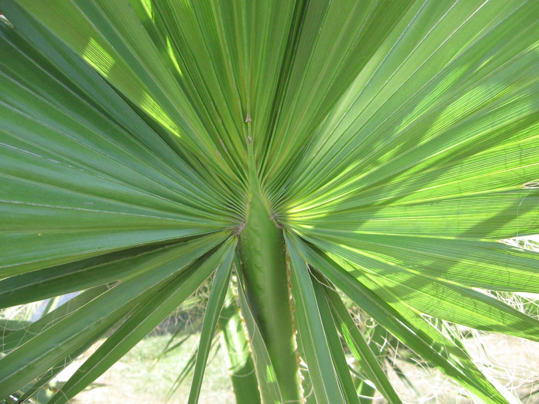 Dor de duca