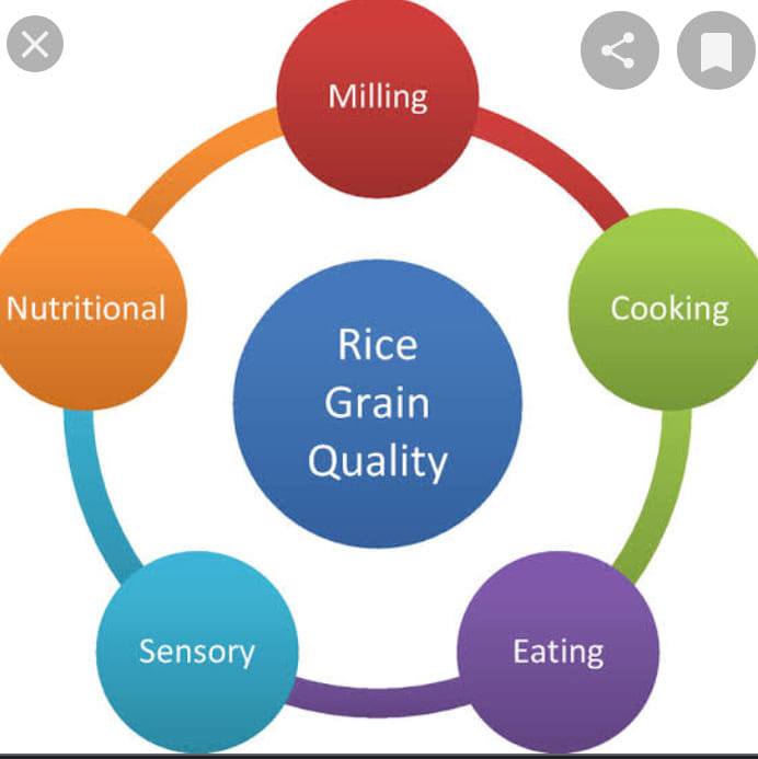 ABR Rice