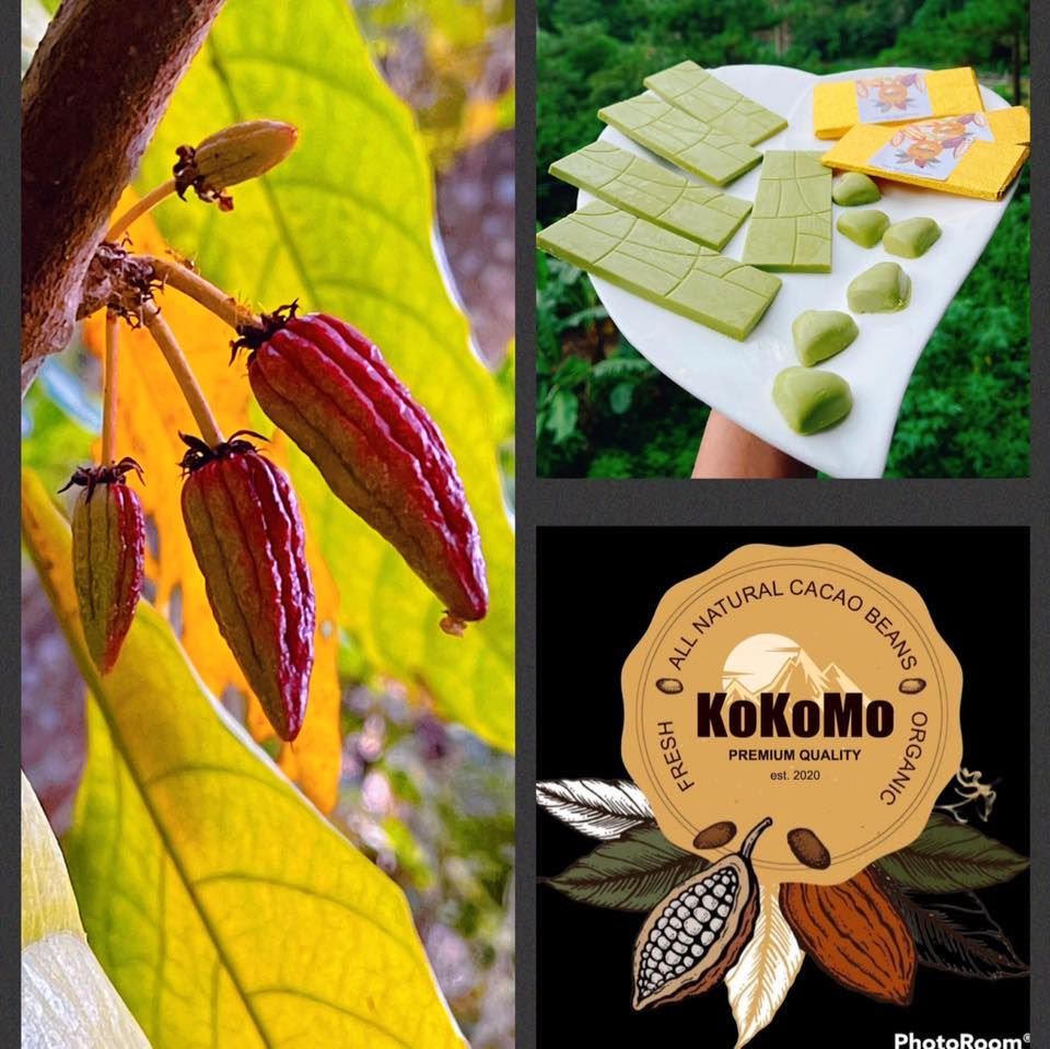 Natonin and Itogon Cacao Growers | Natonin