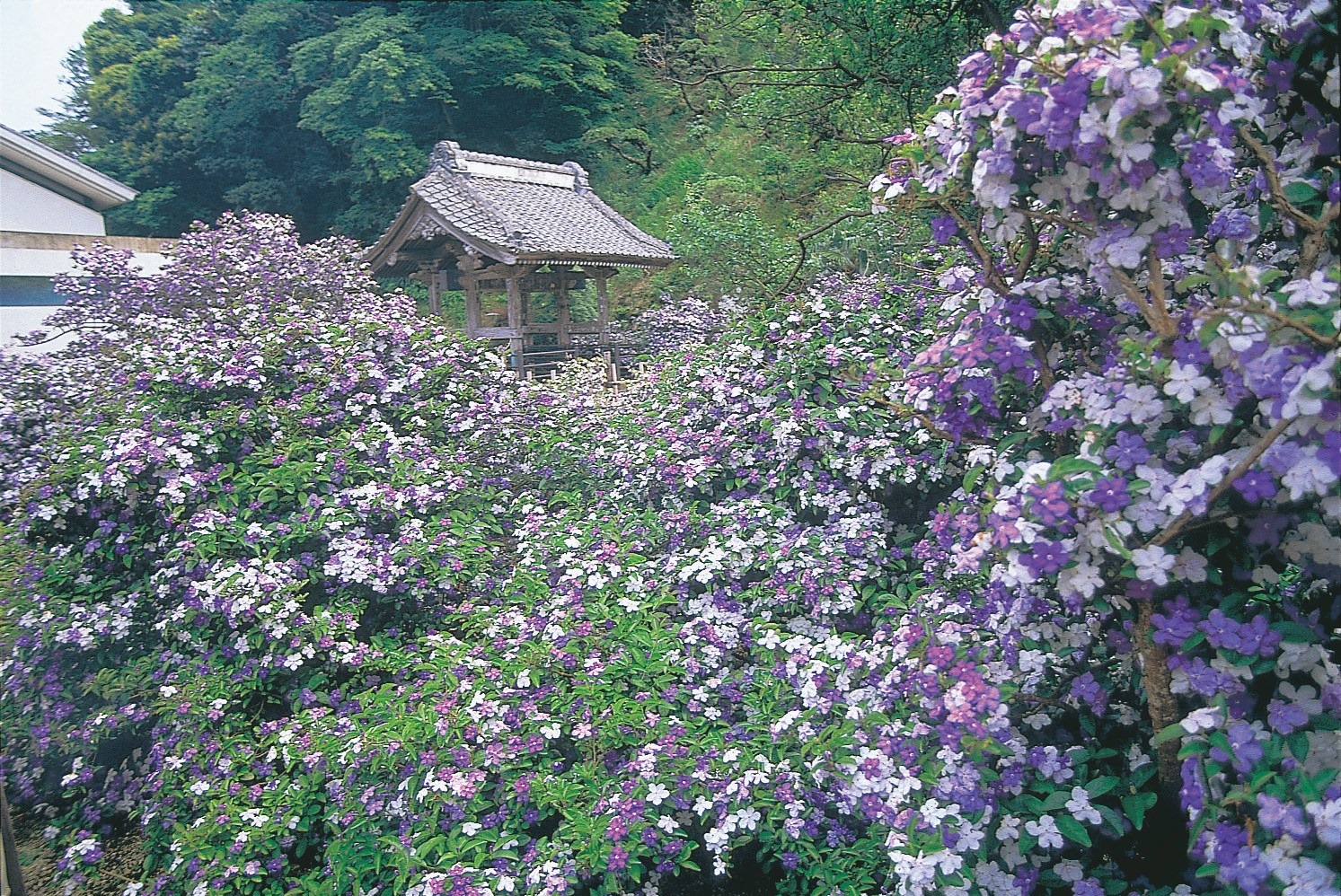 了 仙 寺