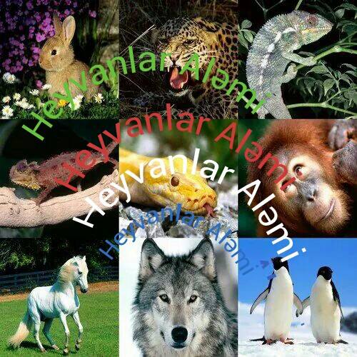 Heyvanlar Aləmi