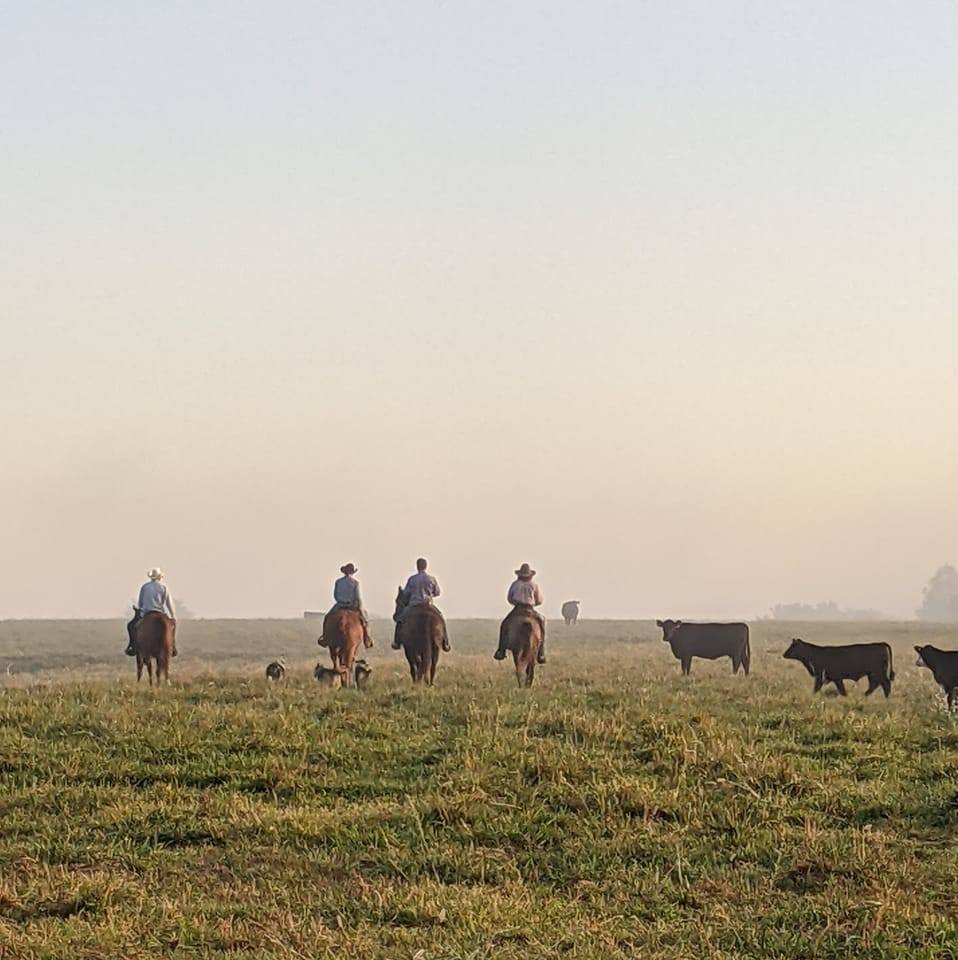Running C Ranch - Freezer Beef