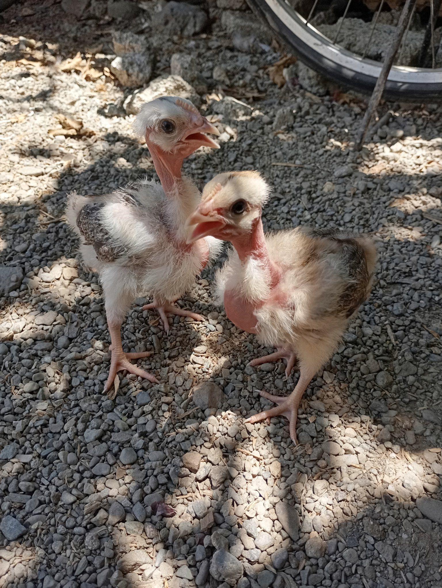 Abi's Backyard Native Chicken | Lupao