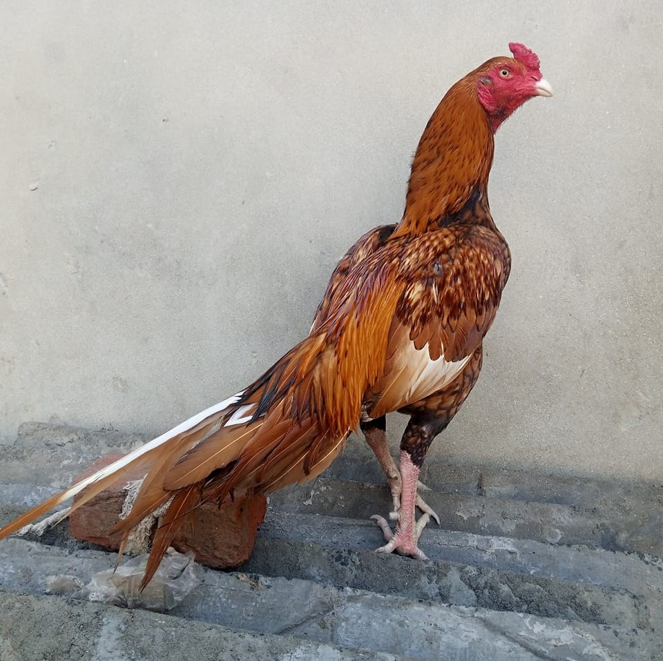 Ranjha Aseel